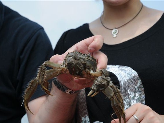 上海蟹の産地で本場の上海蟹を堪能ツアー