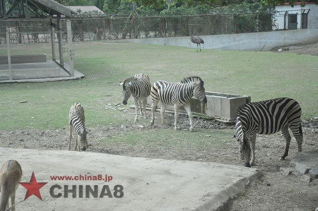 上海野生動物園