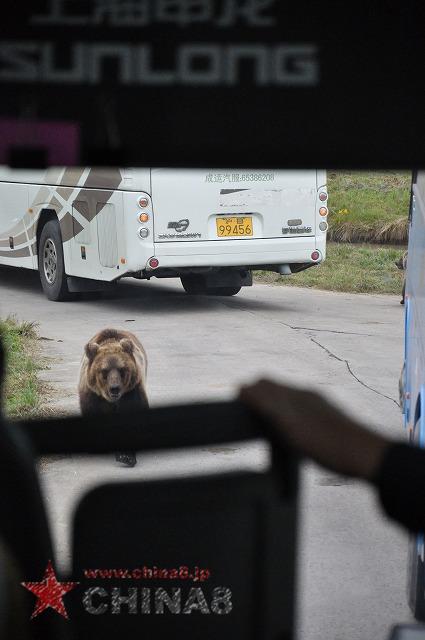 熊がバスに来ます