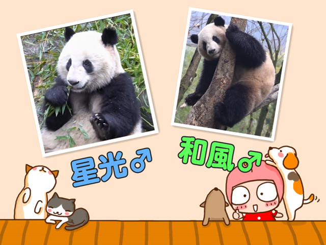 パンダ「星光」と「和風」を見に行こう！上海動物園と七宝老街の日帰りツアー＜日本語ガイド/昼食付き＞