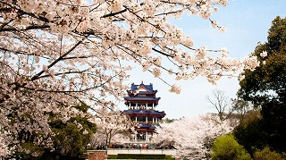＜清明節限定＞春が来た！花見に行きましょう！上海周辺花見巡り3日間