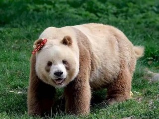 秦嶺四宝科学公園（パンダ出会い）、陝西考古博物館、香積寺へ行こう！専用車＆日本語ガイドチャーター