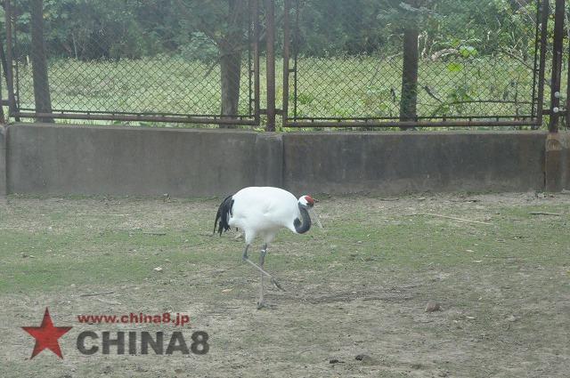 上海野生動物園　サファリツアー