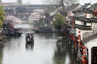 上海近辺で桜を見るには